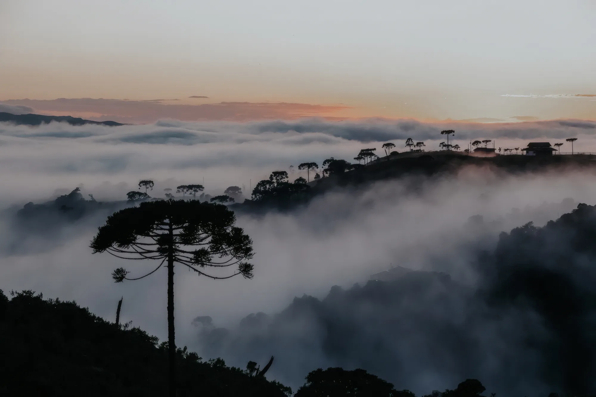Neblina entre as araucárias e montanhas da serra de Alfredo Wagner